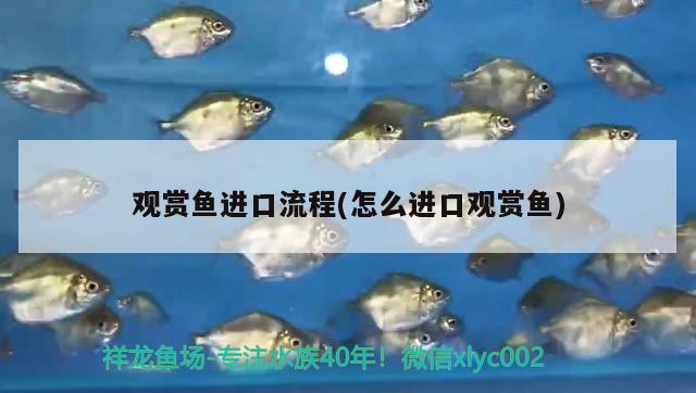 觀賞魚進口流程(怎么進口觀賞魚) 觀賞魚進出口