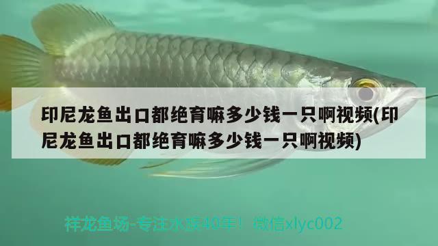 印尼龍魚出口都絕育嘛多少錢一只啊視頻(印尼龍魚出口都絕育嘛多少錢一只啊視頻)