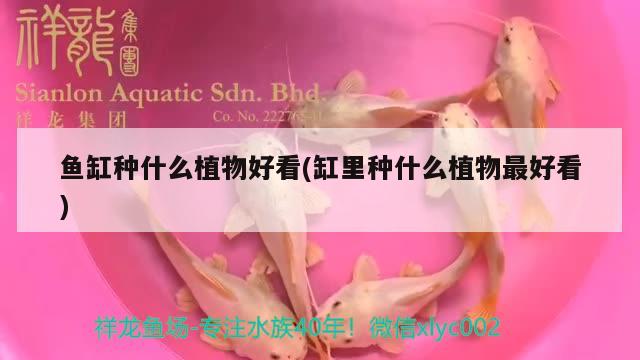 魚缸種什么植物好看(缸里種什么植物最好看) 黑白雙星