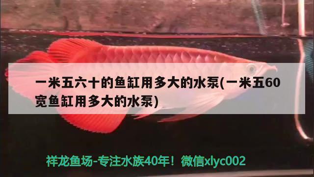 一米五六十的魚(yú)缸用多大的水泵(一米五60寬魚(yú)缸用多大的水泵) 戰(zhàn)車紅龍魚(yú)