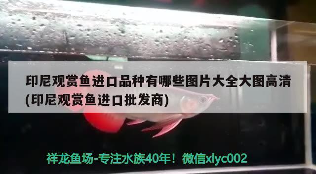 印尼觀賞魚進口品種有哪些圖片大全大圖高清(印尼觀賞魚進口批發(fā)商) 觀賞魚進出口