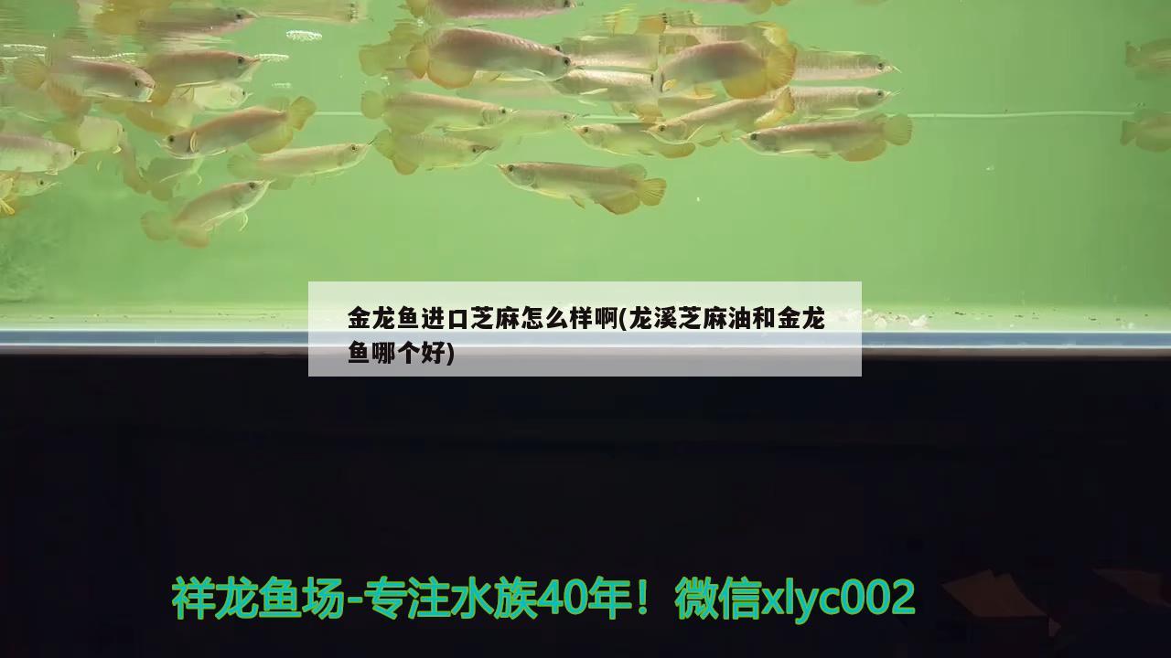 金龍魚進口芝麻怎么樣啊(龍溪芝麻油和金龍魚哪個好) 觀賞魚進出口