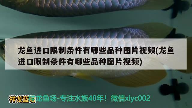 龍魚進口限制條件有哪些品種圖片視頻(龍魚進口限制條件有哪些品種圖片視頻) 觀賞魚進出口 第1張