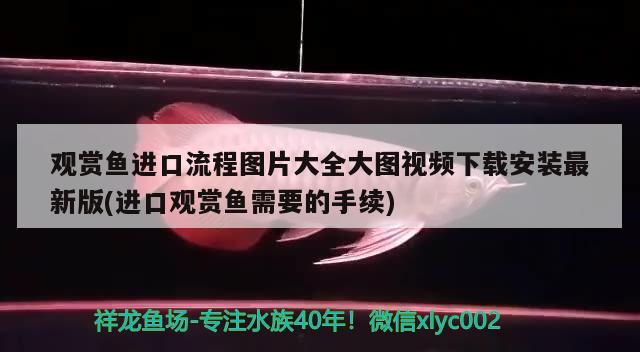 觀賞魚(yú)進(jìn)口流程圖片大全大圖視頻下載安裝最新版(進(jìn)口觀賞魚(yú)需要的手續(xù)) 觀賞魚(yú)進(jìn)出口