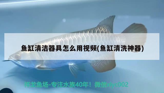 魚缸清潔器具怎么用視頻(魚缸清洗神器) 金三間魚