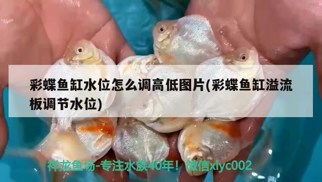 彩蝶魚缸水位怎么調(diào)高低圖片(彩蝶魚缸溢流板調(diào)節(jié)水位) 馬拉莫寶石魚