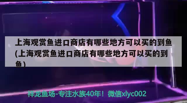 上海觀賞魚進口商店有哪些地方可以買的到魚(上海觀賞魚進口商店有哪些地方可以買的到魚) 觀賞魚進出口