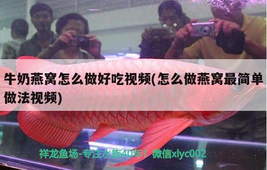 鐘樓區(qū)北港魔靈觀賞魚水族工作室