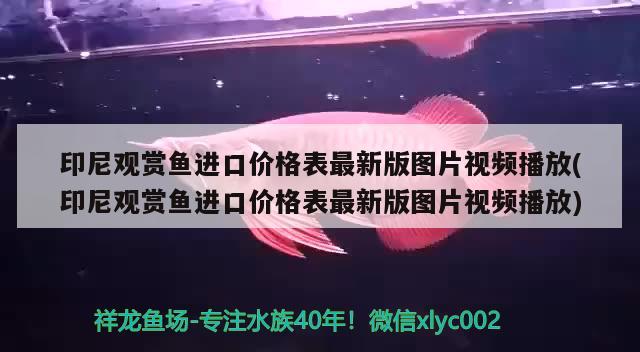 印尼觀賞魚進口價格表最新版圖片視頻播放(印尼觀賞魚進口價格表最新版圖片視頻播放)