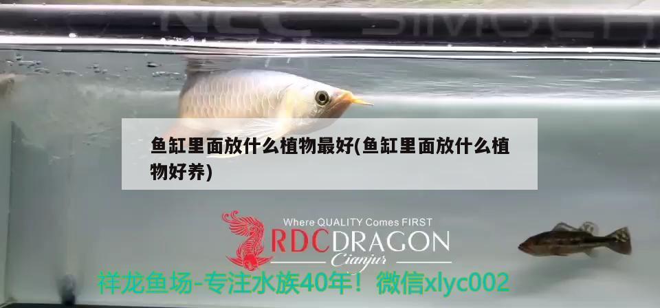 魚缸里面放什么植物最好(魚缸里面放什么植物好養(yǎng)) 小型觀賞魚