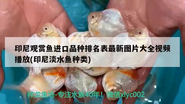 印尼觀賞魚進(jìn)口品種排名表最新圖片大全視頻播放(印尼淡水魚種類)