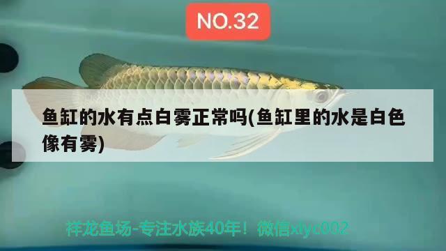 龍魚的飼養(yǎng)方法和注意事項，銀龍魚和金龍魚能混養(yǎng)嗎， 銀龍魚百科 第2張