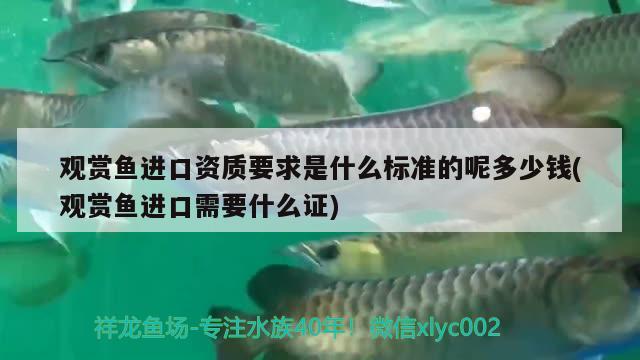 觀賞魚進口資質要求是什么標準的呢多少錢(觀賞魚進口需要什么證) 觀賞魚進出口