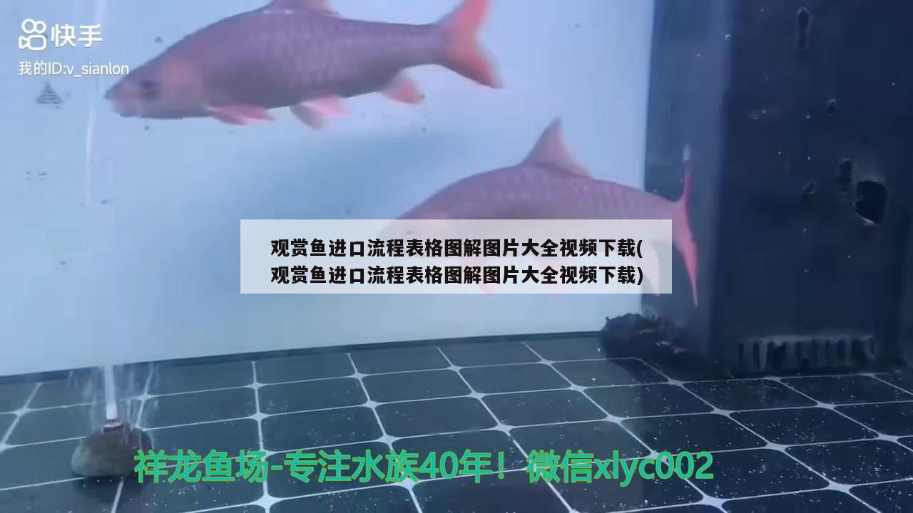 觀賞魚(yú)進(jìn)口流程表格圖解圖片大全視頻下載(觀賞魚(yú)進(jìn)口流程表格圖解圖片大全視頻下載)