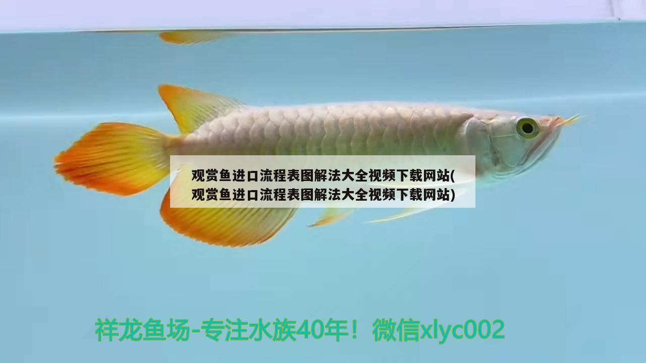 上海觀賞魚(yú)進(jìn)口商店有哪些(上海觀賞魚(yú)批發(fā)中心) 觀賞魚(yú)進(jìn)出口