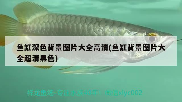 魚缸深色背景圖片大全高清(魚缸背景圖片大全超清黑色)