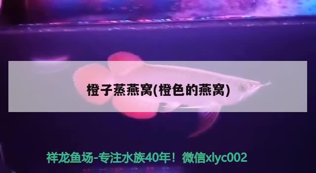 庭院魚池設(shè)計風水（庭院魚池風水布局方位） 魚缸風水 第1張