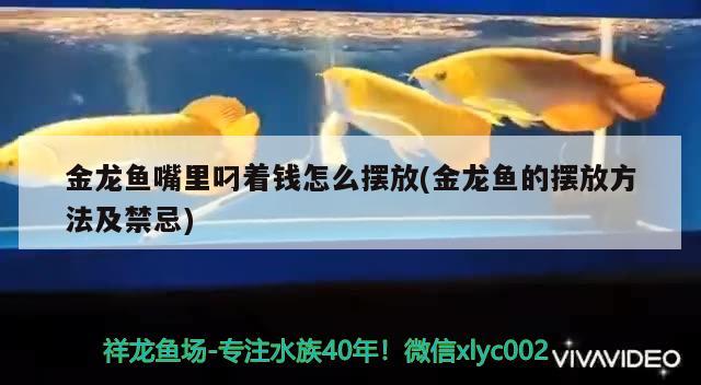 金龍魚嘴里叼著錢怎么擺放(金龍魚的擺放方法及禁忌)