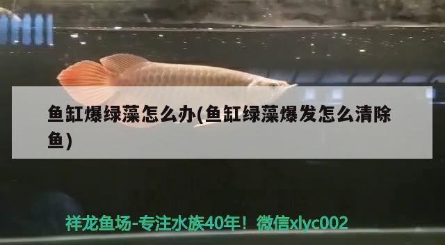 魚缸爆綠藻怎么辦(魚缸綠藻爆發(fā)怎么清除魚)