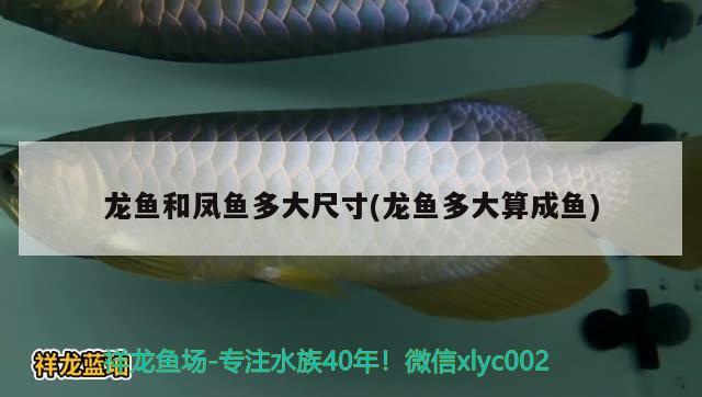 龍魚(yú)和鳳魚(yú)多大尺寸(龍魚(yú)多大算成魚(yú)) 一眉道人魚(yú)苗