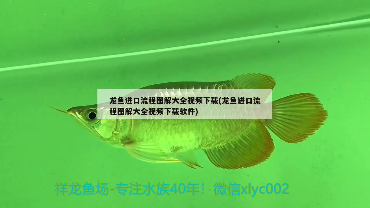 龍魚進口流程圖解大全視頻下載(龍魚進口流程圖解大全視頻下載軟件)