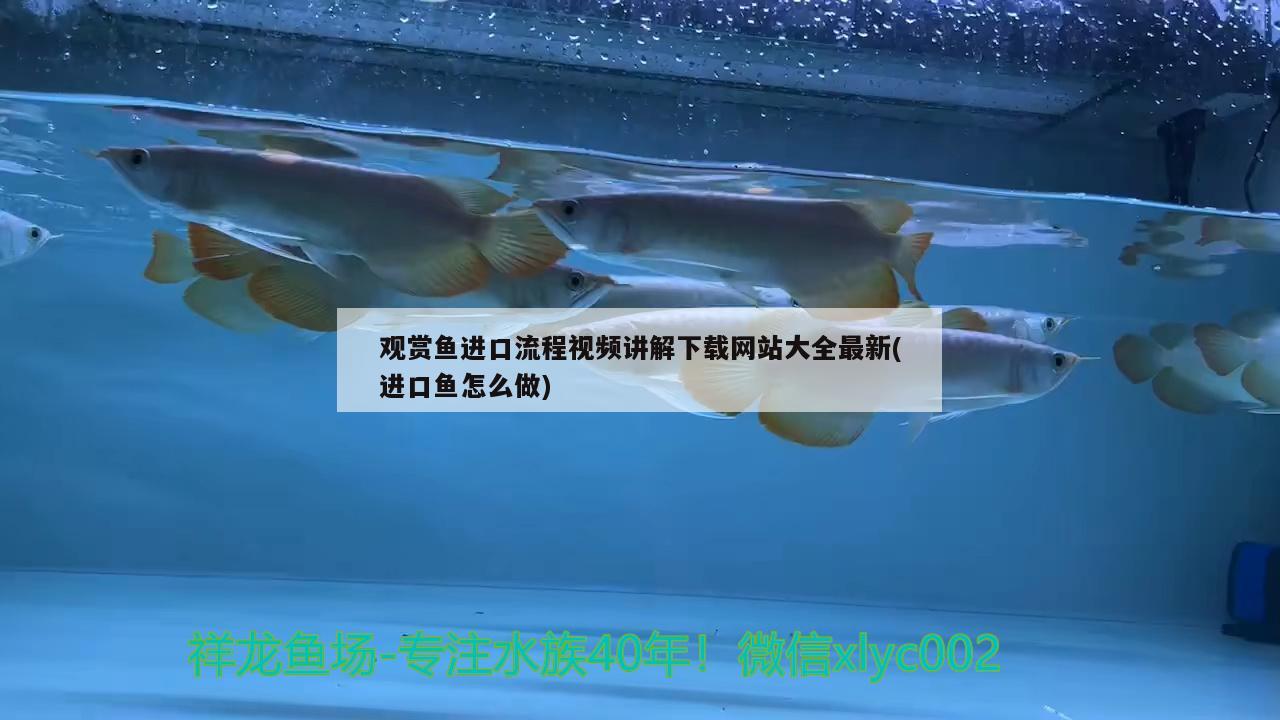 紅龍魚(yú)的介紹和特點(diǎn)圖片視頻教程：紅龍魚(yú)高清視頻