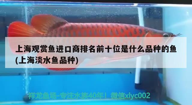 上海觀賞魚進(jìn)口商排名前十位是什么品種的魚(上海淡水魚品種) 觀賞魚進(jìn)出口