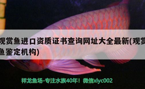 泰州金龍魚總代理地址：泰州金龍魚總代理地址，泰州金龍魚代理地址 紅尾平克魚 第3張