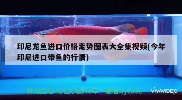 印尼龍魚進口價格走勢圖表大全集視頻(今年印尼進口帶魚的行情)