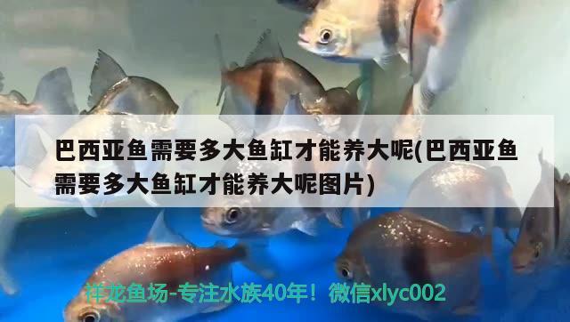 巴西亞魚需要多大魚缸才能養(yǎng)大呢(巴西亞魚需要多大魚缸才能養(yǎng)大呢圖片) 巴西亞魚