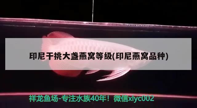 魚(yú)缸內(nèi)有白毛怎么處理(魚(yú)缸里的魚(yú)長(zhǎng)白毛怎么辦) 七彩神仙魚(yú) 第3張