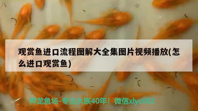 觀賞魚進(jìn)口流程圖解大全集圖片視頻播放(怎么進(jìn)口觀賞魚)