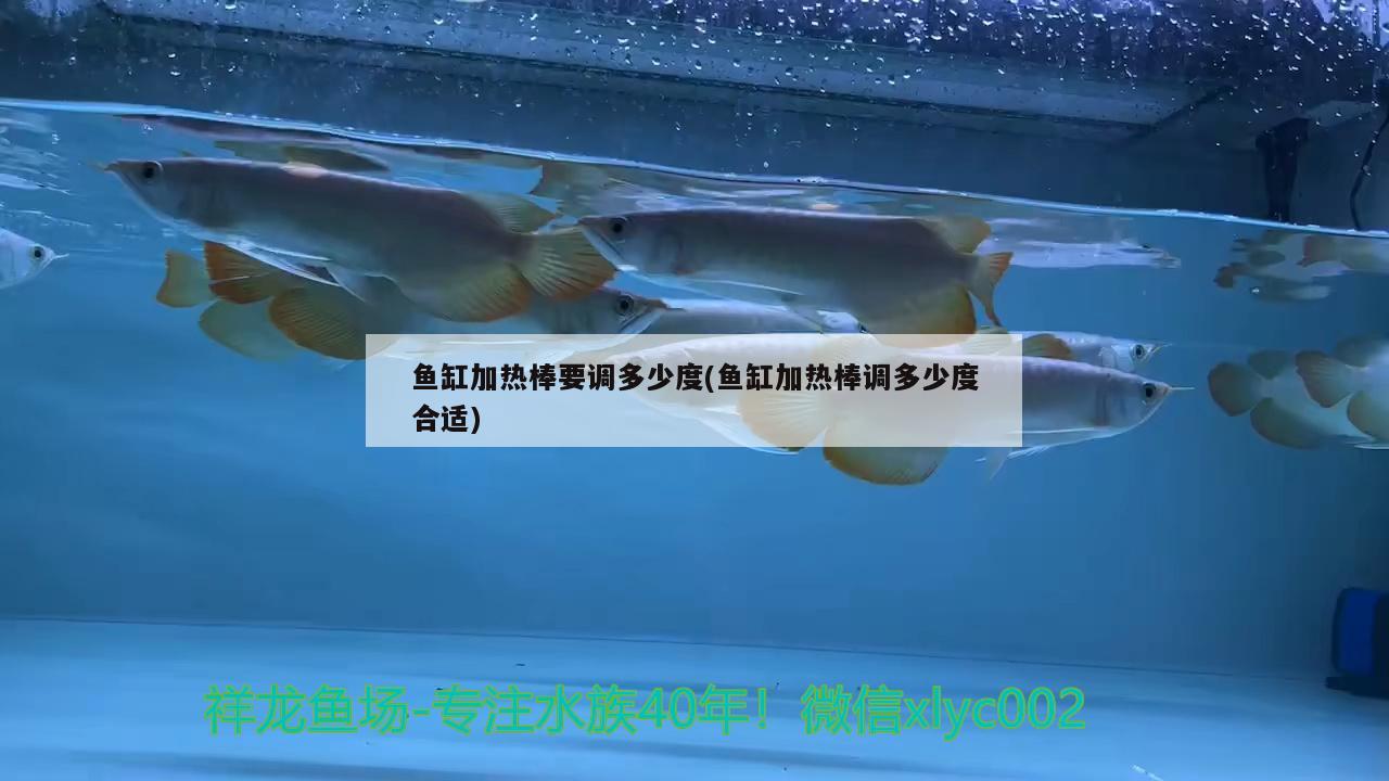 魚缸加熱棒要調(diào)多少度(魚缸加熱棒調(diào)多少度合適) 月光鴨嘴魚