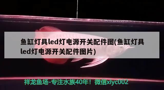 泰州金龍魚總代理地址：泰州金龍魚總代理地址，泰州金龍魚代理地址 紅尾平克魚 第2張