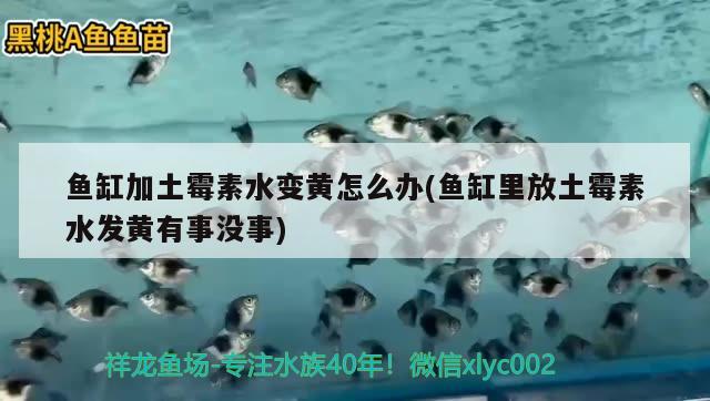 魚缸加土霉素水變黃怎么辦(魚缸里放土霉素水發(fā)黃有事沒事) 祥龍水族濾材/器材