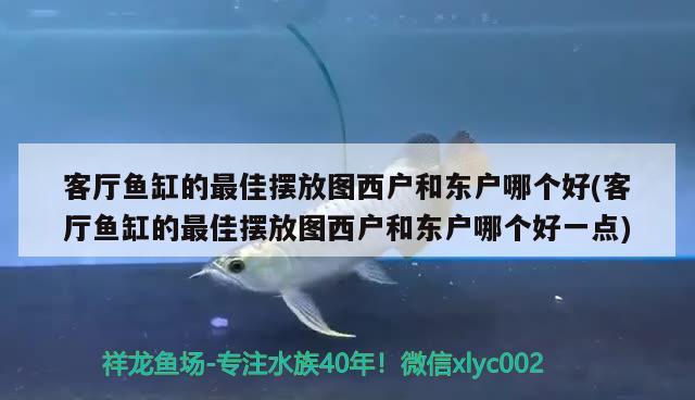 客廳魚缸的最佳擺放圖西戶和東戶哪個(gè)好(客廳魚缸的最佳擺放圖西戶和東戶哪個(gè)好一點(diǎn)) PH調(diào)節(jié)劑 第2張