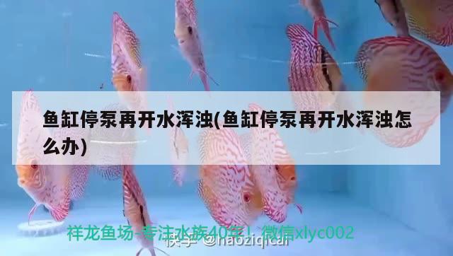 魚缸停泵再開水渾濁(魚缸停泵再開水渾濁怎么辦) 紅魔王銀版魚