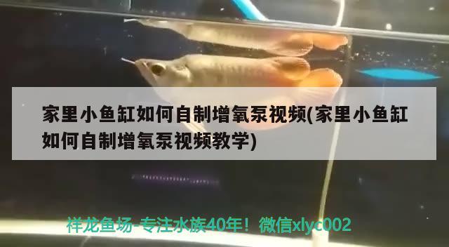 家里小魚缸如何自制增氧泵視頻(家里小魚缸如何自制增氧泵視頻教學(xué)) 祥龍赫舞紅龍魚