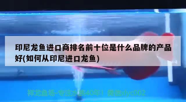 德宏傣族景頗族自治州龍魚:能吃的龍魚是什么樣