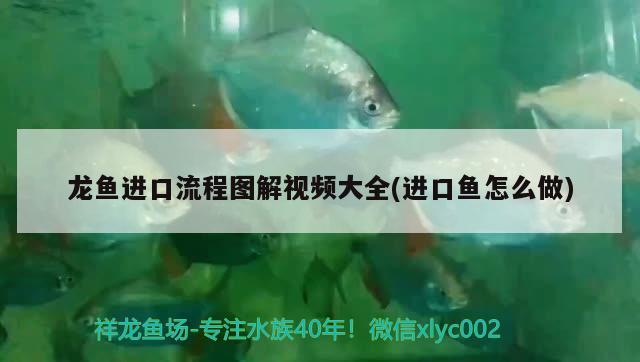 龍魚(yú)進(jìn)口流程圖解視頻大全(進(jìn)口魚(yú)怎么做) 觀(guān)賞魚(yú)進(jìn)出口