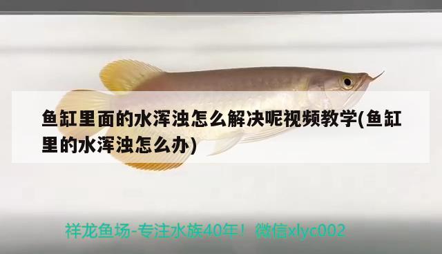 魚(yú)缸里面的水渾濁怎么解決呢視頻教學(xué)(魚(yú)缸里的水渾濁怎么辦) 黑云魚(yú)