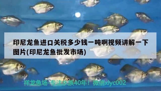 羅漢魚和豬鼻龜可以混養(yǎng)嗎？ 豬鼻龜 第4張