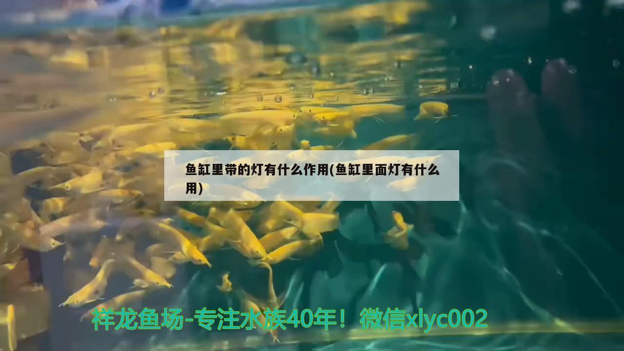 魚缸里帶的燈有什么作用(魚缸里面燈有什么用) 銀河星鉆魚