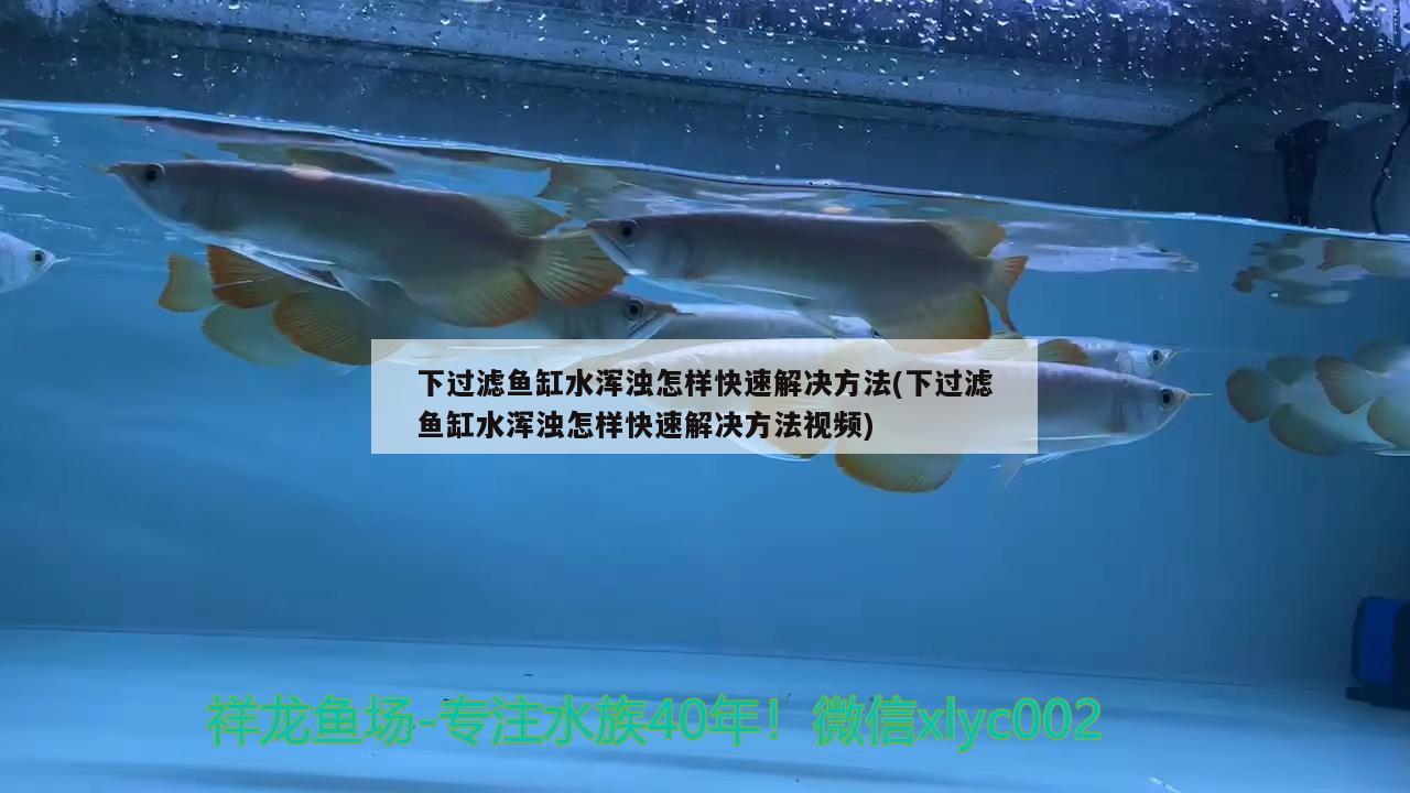 下過(guò)濾魚缸水渾濁怎樣快速解決方法(下過(guò)濾魚缸水渾濁怎樣快速解決方法視頻)