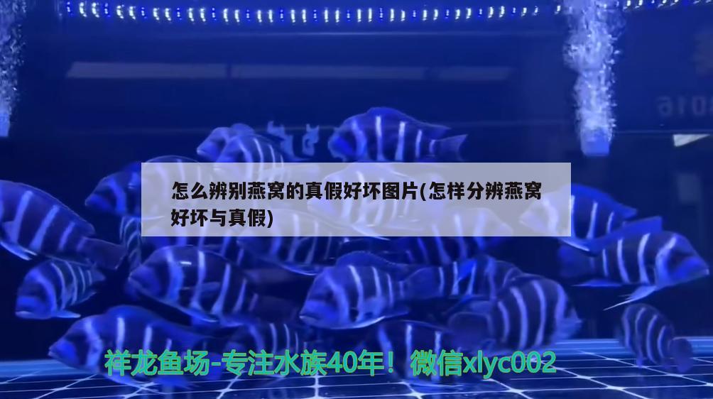 怎么辨別燕窩的真假好壞圖片(怎樣分辨燕窩好壞與真假) 馬來西亞燕窩