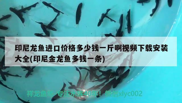 印尼龍魚進(jìn)口價(jià)格多少錢一斤啊視頻下載安裝大全(印尼金龍魚多錢一條) 觀賞魚進(jìn)出口