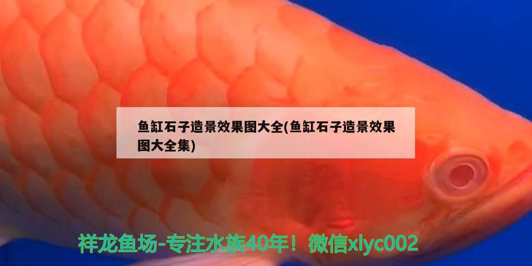 魚缸石子造景效果圖大全(魚缸石子造景效果圖大全集) 水族雜談