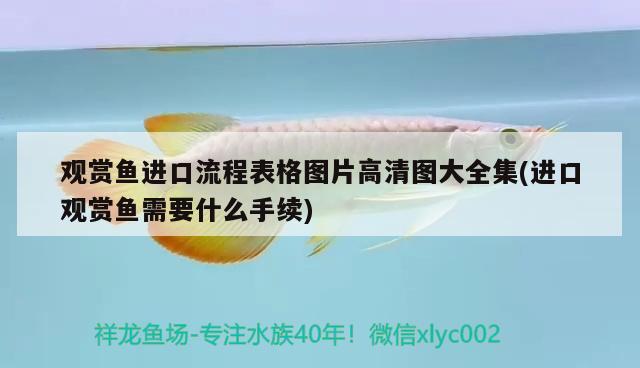 觀賞魚進(jìn)口流程表格圖片高清圖大全集(進(jìn)口觀賞魚需要什么手續(xù)) 觀賞魚進(jìn)出口 第3張