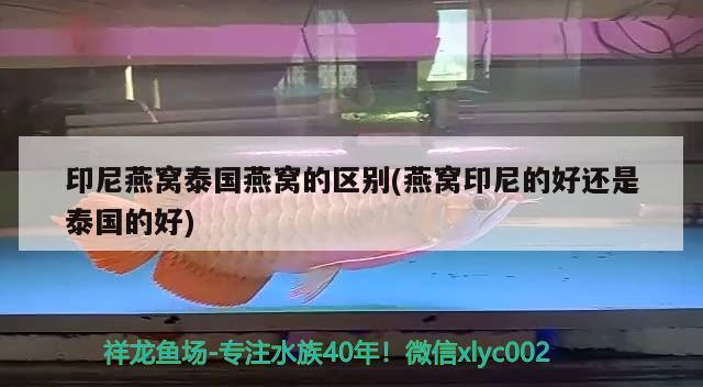 印尼燕窩泰國燕窩的區(qū)別(燕窩印尼的好還是泰國的好) 馬來西亞燕窩