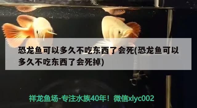 恐龍魚可以多久不吃東西了會死(恐龍魚可以多久不吃東西了會死掉) 其他益生菌